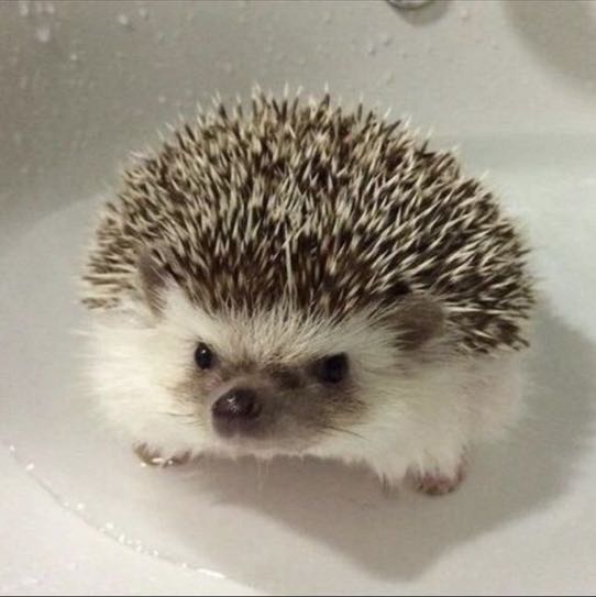 Hedgehogs icon
