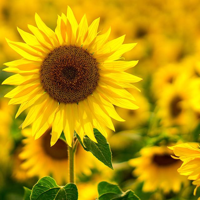 YELLOW icon