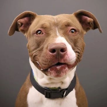 Pitbulls icon