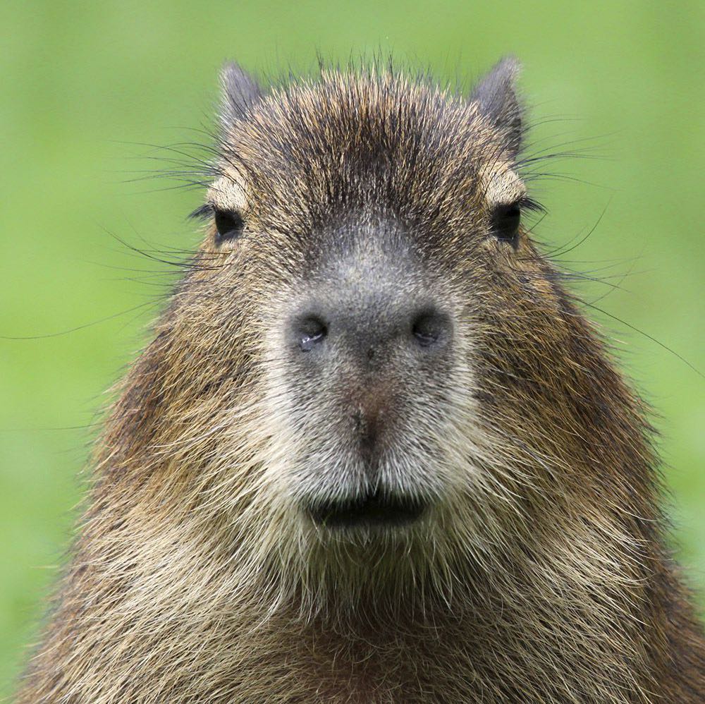 Capybara Lovers icon