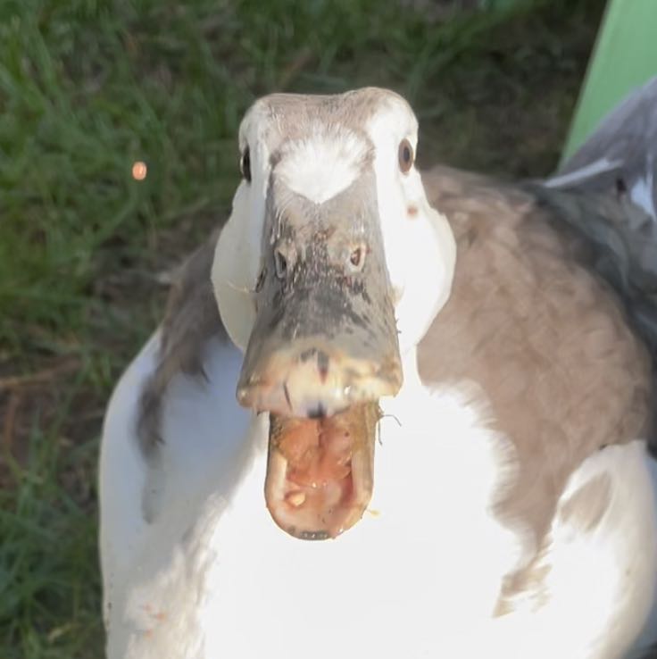 Duck Pics icon