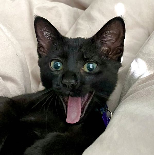 Black Cat Lovers 🐈‍⬛🌙 icon