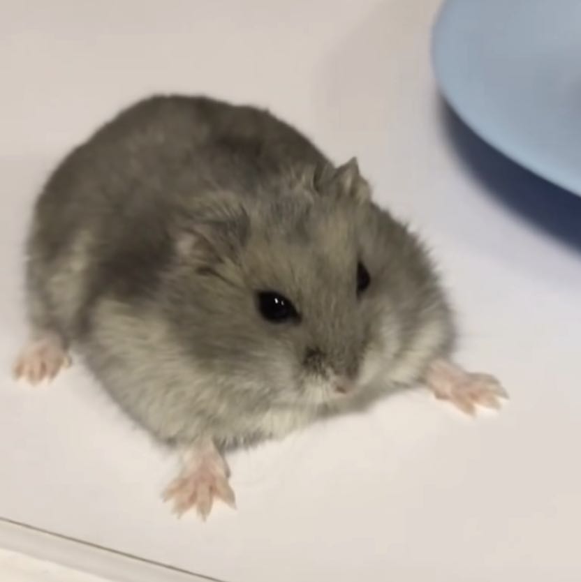Hamsters icon